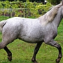Spanish Norman Horse 1 (40)